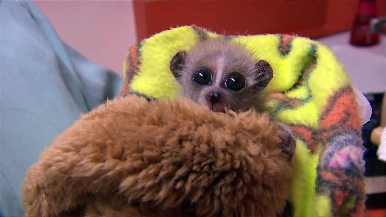 Baby Pygmy Loris at the San Diego Zoo