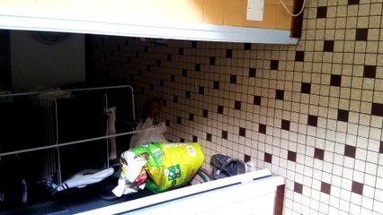 enola fait ses courses
