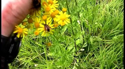 Catch - Feed - Pet - & High Five A Bumble Bee (Drinks Honey From Hand)