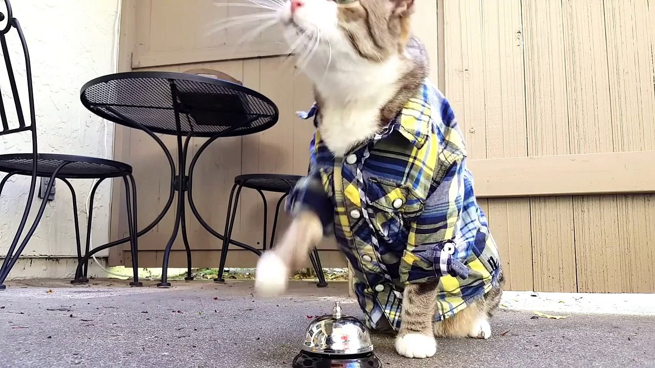 Un chat réclame sa nourriture à l'aide d'une sonnette
