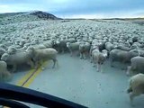 Un énorme troupeau de moutons sur la route (Chili)