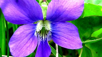 Spring Wild flowers. Amazing nature