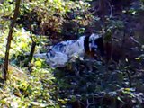 caccia beccacce woodcock hunting english setter cani in ferma