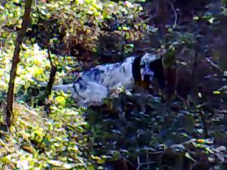 caccia beccacce woodcock hunting english setter cani in ferma