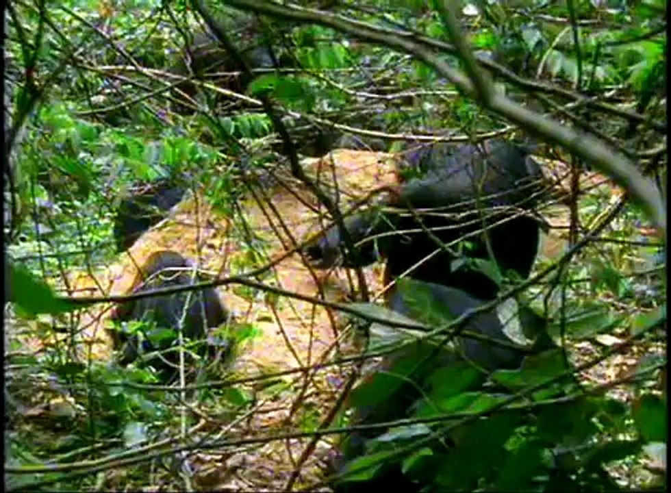 Chimpanzés dans le couloir de la mort - 2/6 - Chimps on death row