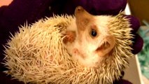 OWNING A PET HEDGEHOG FIRST DAY