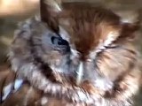 Birds of Prey Eagle Red-Tailed Hawk Great Horned Owl & Others Fight Mate Wild Captive