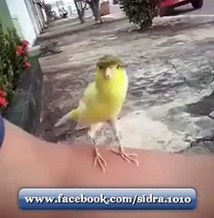 Subha Allah Less0n This Birds