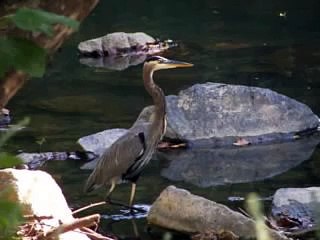 Great Blue Heron