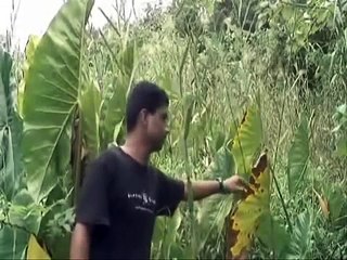 Pohnpei, Micronesia - Experiences of Global Warming