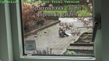 Sparrowhawk caught pigeon in garden *HD*