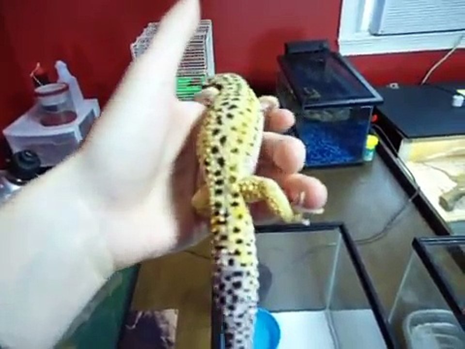 My Reptile Collection