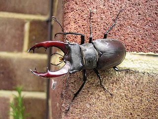 GIANT MONSTER INSECTS