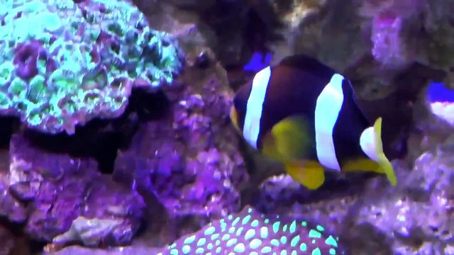 120Gallon system Hard Coral Reef Tank at 5 months HD. Vortech, Kessil, Apex Neptune, Bubble magus,