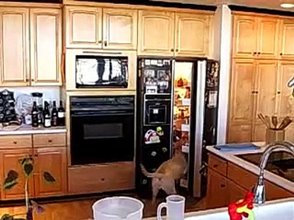 dog fetches beer