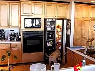 dog fetches beer