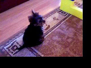 Wallace, Our Yorkie Puppy Age 15 Weeks Barking!