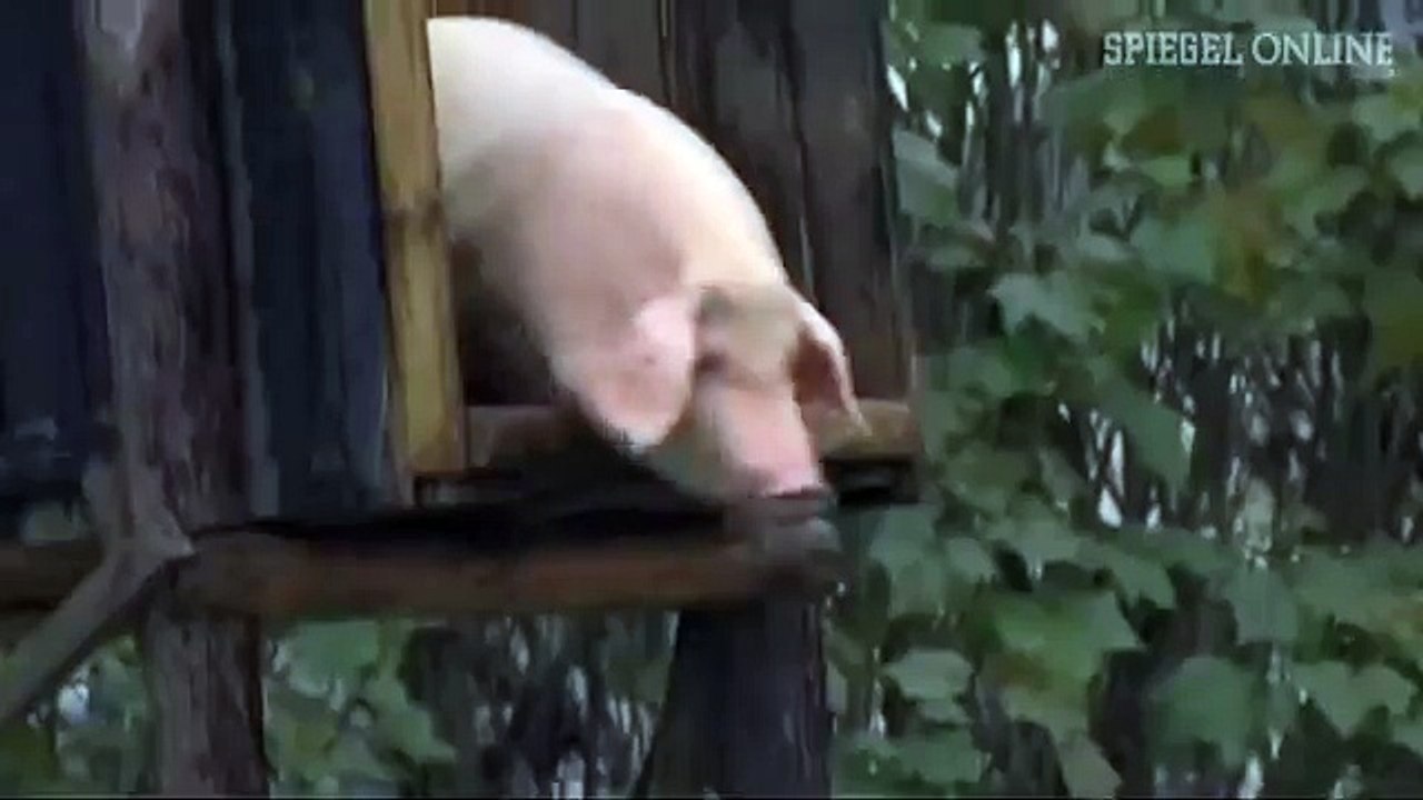 Training für Schweine: Fit durch Turmspringen