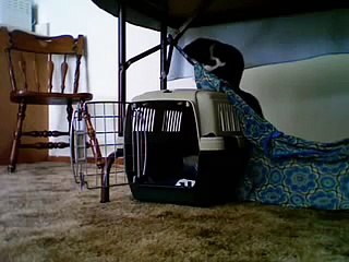 Merry & Pippin having a merry old time