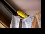 pet canary singing