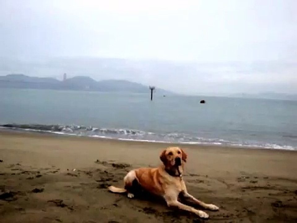 Swing Dancing Dog