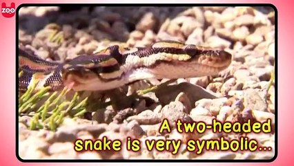 Crazy Two Headed Animals