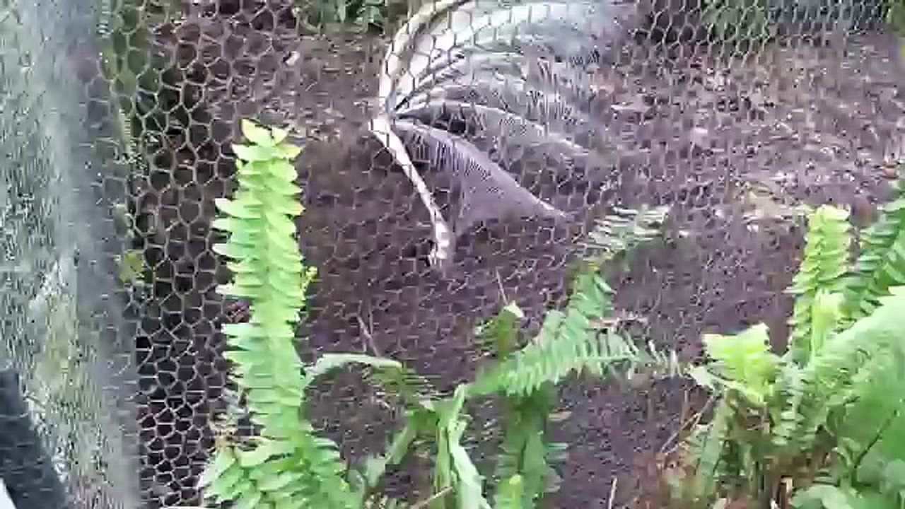 Adelaide Zoo Lyrebird "Chook"