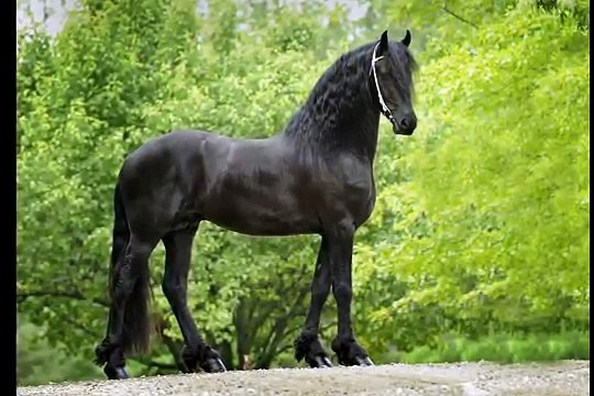 KFPS Approved Friesian Stallion ~ Wybren 464
