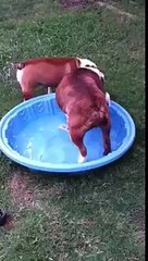 Ce chien préfèrerait profiter de la piscine à l'intérieur de la maison...