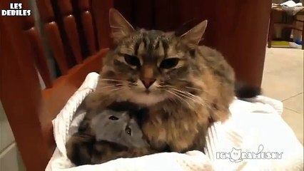 Maman Chat fait un Calin à Bébé Chat