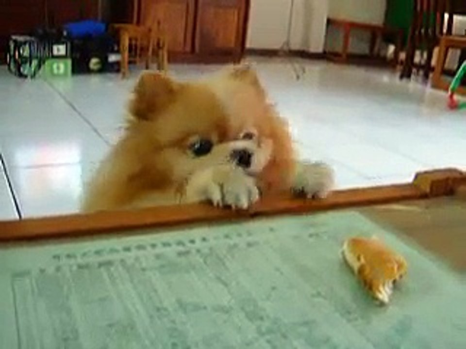 chichi