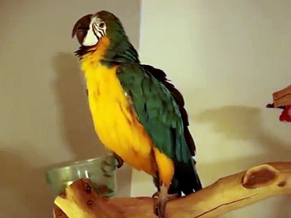Peggy Sue Singing & Dancing