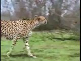 Gazelle Defeats Cheetah and Hyena