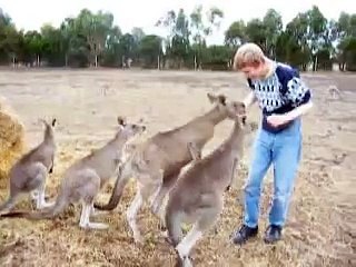 Roos everywhere