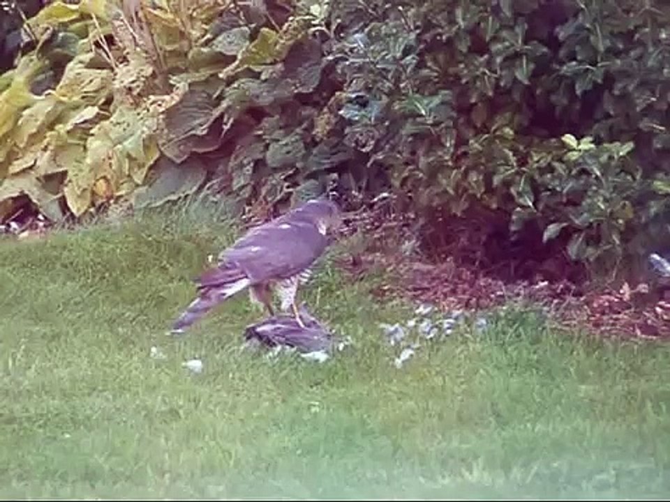 Sparrow hawk in action