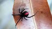 Top 10 Most Venomous Spiders In The World