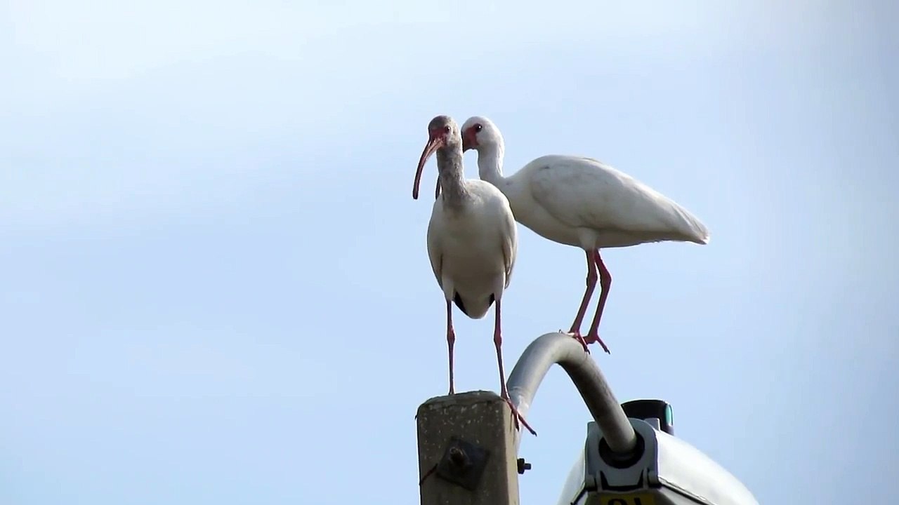 White Ibis