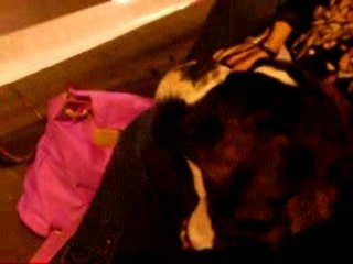 Exposition canine boxer