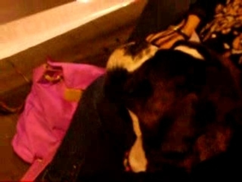 Exposition canine boxer