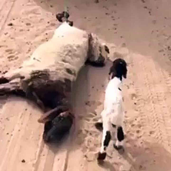 Mother Child Love