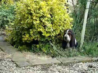 litter 6 weeks basset-hound