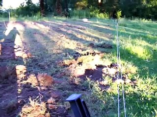 Tamworth Pigs Rotational Grazing PM