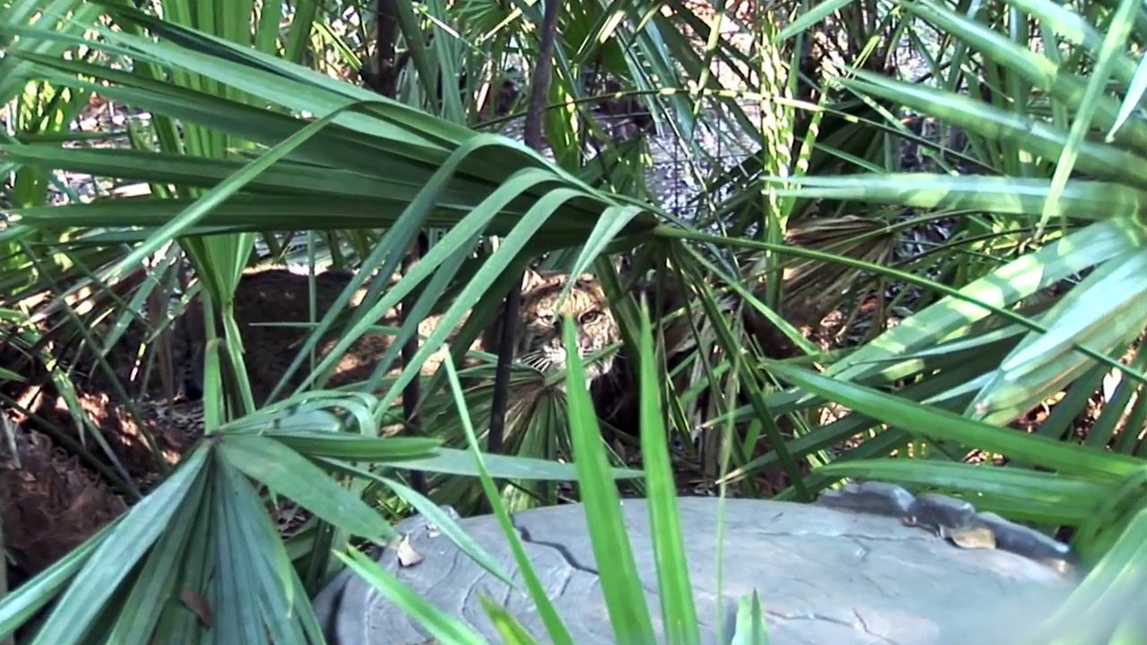 BOBCATS of Big Cat Rescue