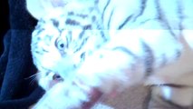 Playing with 2 Baby Siberian Tigers!