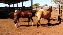 Barbicacho 30 da Trovador - Cobertura Garanhão Cavalo Crioulo