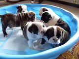 SASSY English Bulldog Puppies (5 weeks old)