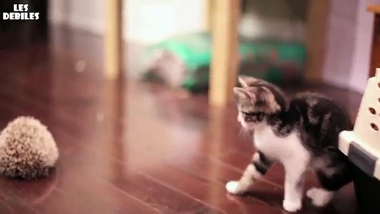 Bébé Chat et Bébé Hérisson