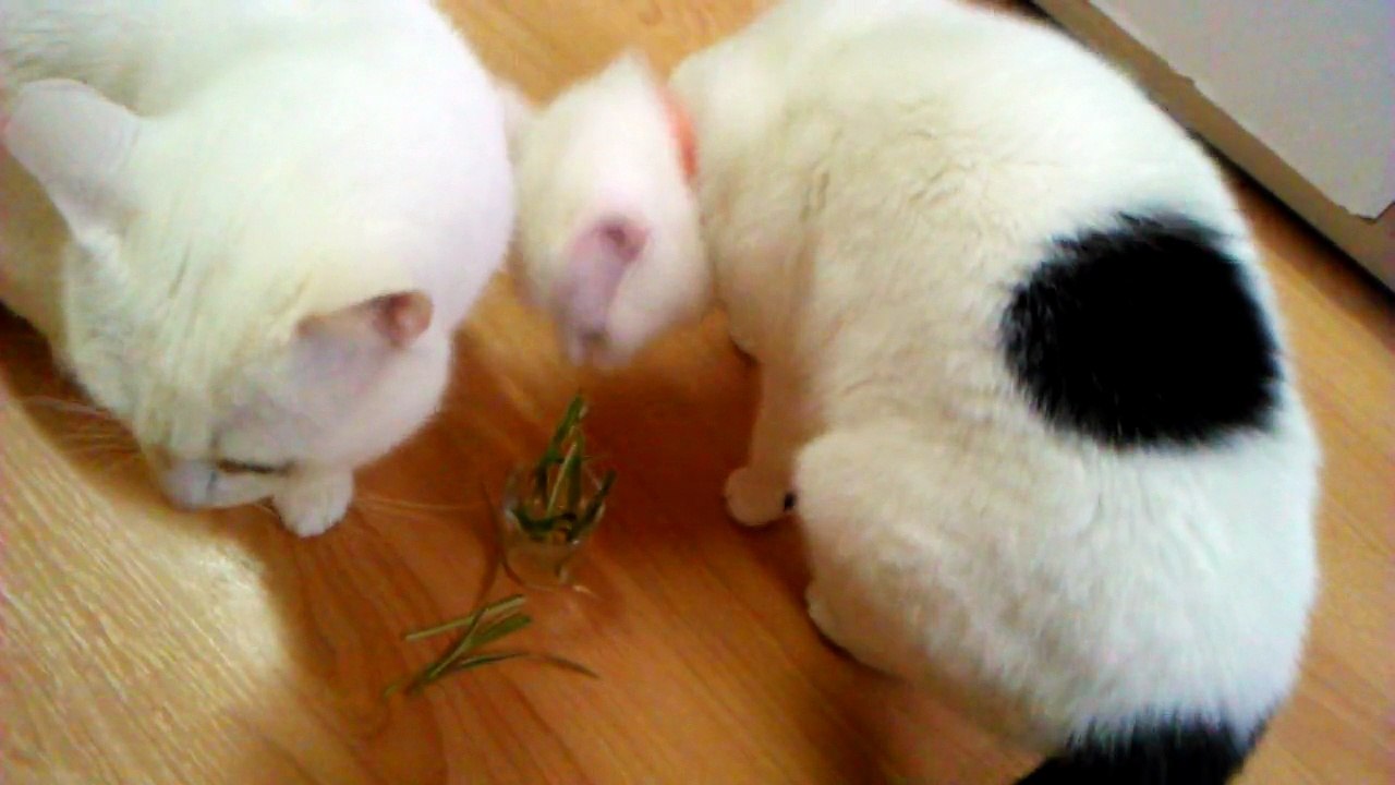 Huli bub&Roza