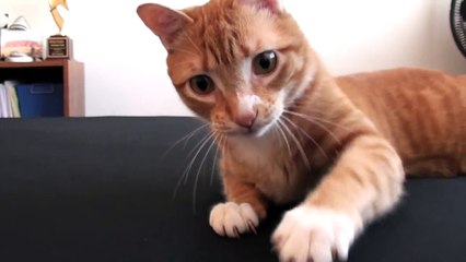Essayer de faire un lit avec des chats