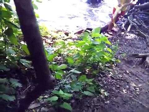 BIGGEST CARP EVER ! Ok , The Biggest I'v Ever Seen !